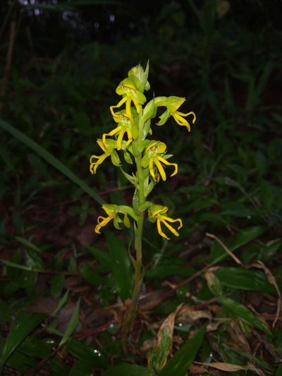 Habenaria marginata, photographed by S.MORE