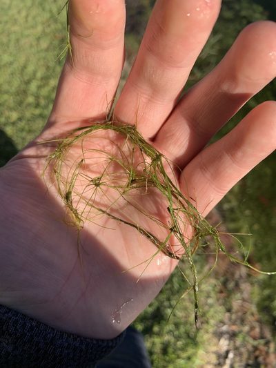 Eleocharis vivipara, photographed by geosesarma