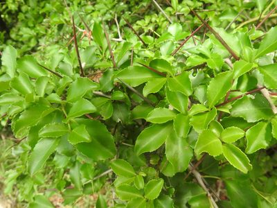 Gymnosporia nemorosa, photographed by Matthew Fainman