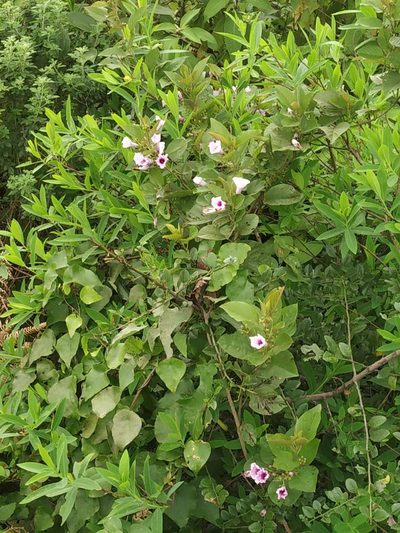 Argyreia elliptica, photographed by S.MORE