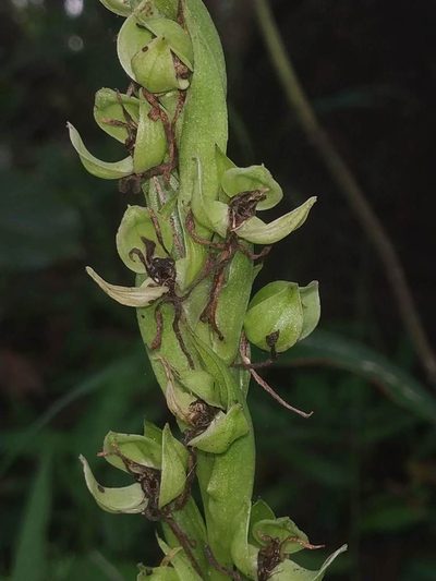 Habenaria digitata, photographed by S.MORE