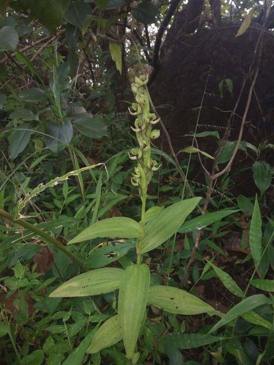 Habenaria digitata, photographed by S.MORE