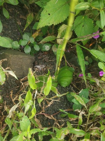 Habenaria brachyphylla, photographed by S.MORE