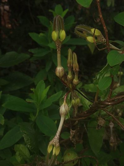 Ceropegia vincifolia, photographed by S.MORE