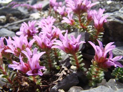 Saxifraga biflora, photographed by Jean-Paul Boerekamps