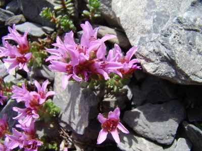Saxifraga biflora, photographed by Jean-Paul Boerekamps