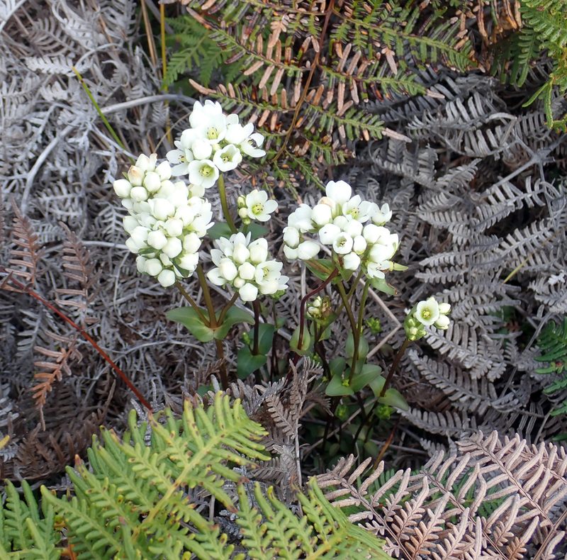 Gentianella chathamica, photographed by Peter de Lange