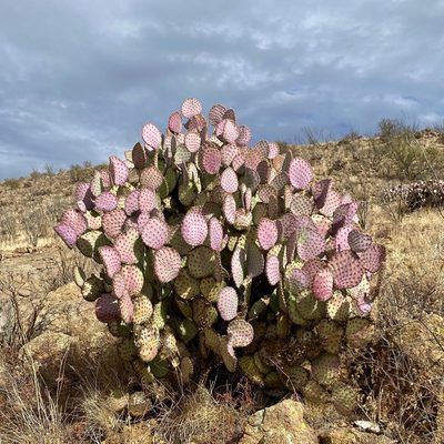 Opuntia santa-rita, photographed by Sue Carnahan