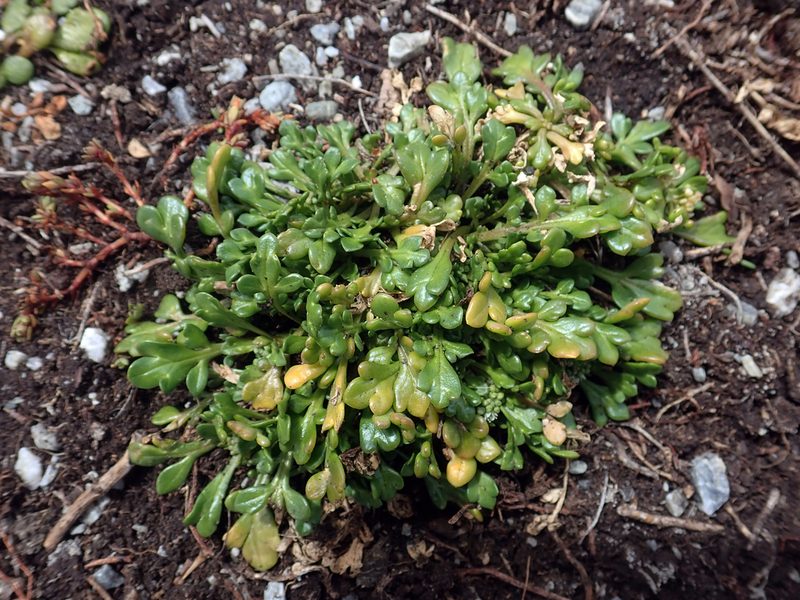 Lepidium flexicaule, photographed by Peter de Lange