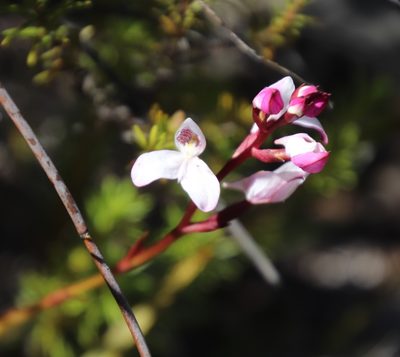 Disa caulescens, photographed by Tony Rebelo