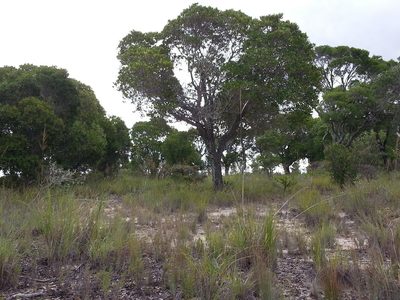 Uapaca bojeri, photographed by bat (Maria Vorontsova)