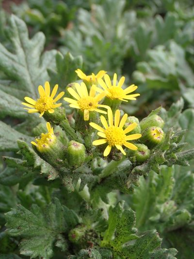 Senecio radiolatus, photographed by Peter de Lange