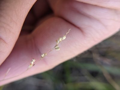 Steinchisma hians, photographed by Cleveland Powell