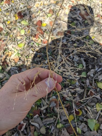 Eragrostis curtipedicellata, photographed by Cleveland Powell