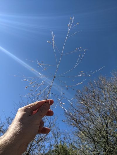 Panicum capillarioides, photographed by Cleveland Powell