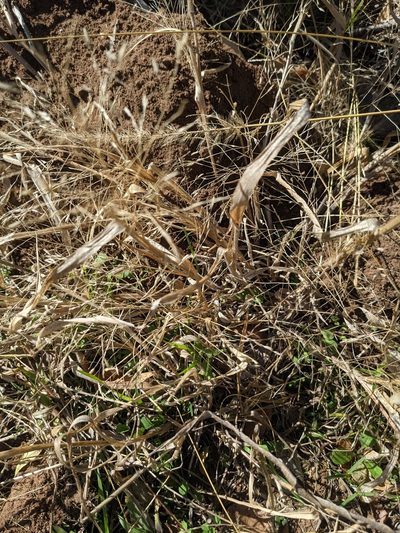 Panicum capillarioides, photographed by Cleveland Powell