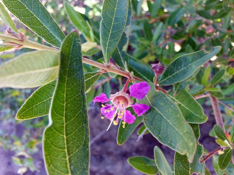 Koehneria madagascariensis, photographed by bat (Maria Vorontsova)