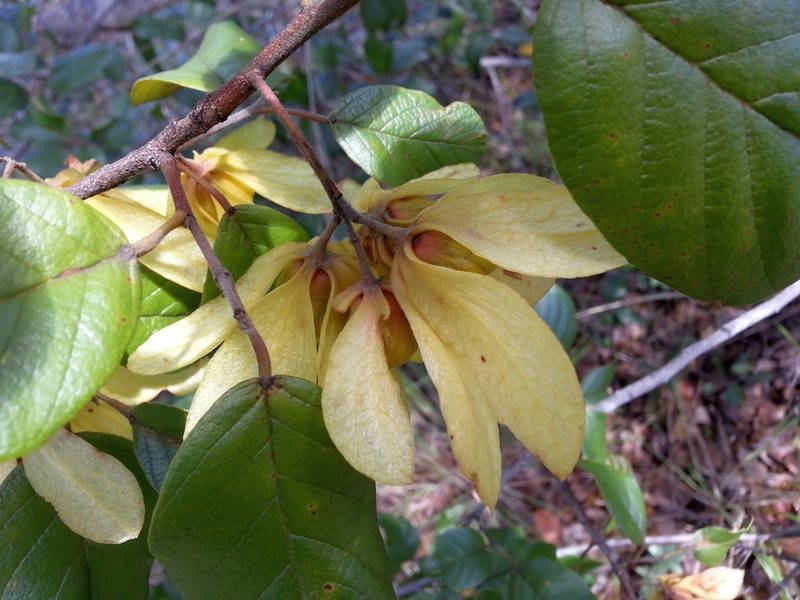 Monotes madagascariensis, photographed by bat (Maria Vorontsova)