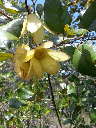 Monotes madagascariensis, photographed by bat (Maria Vorontsova)