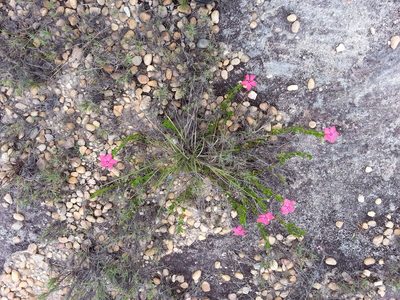 Catharanthus ovalis, photographed by bat (Maria Vorontsova)
