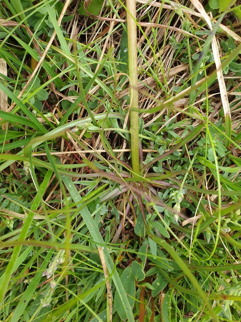 Scorzonera aristata, photographed by Étienne Léveillé-Bourret