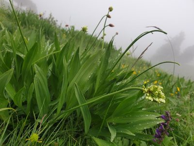 Allium victorialis, photographed by Étienne Léveillé-Bourret