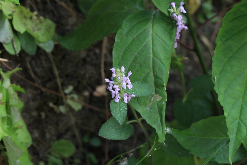 Stachys costaricensis, photographed by Jake Rehage