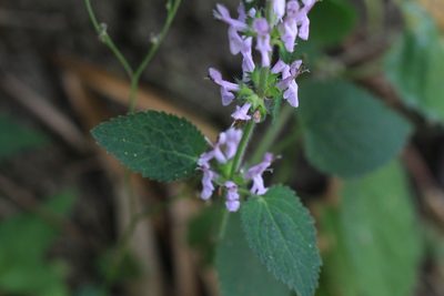 Stachys costaricensis, photographed by Jake Rehage