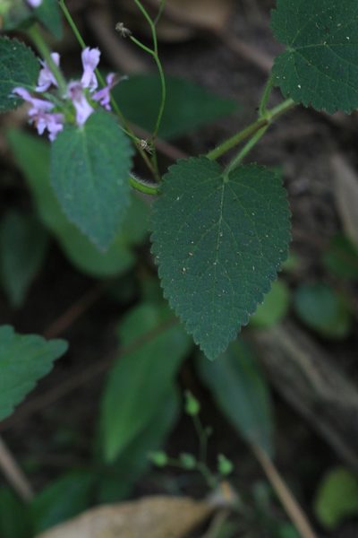 Stachys costaricensis, photographed by Jake Rehage