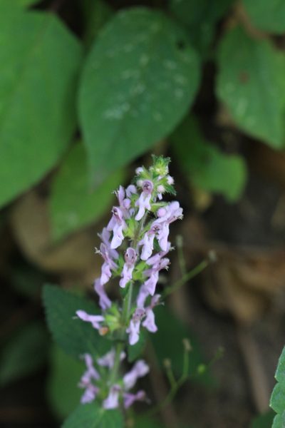 Stachys costaricensis, photographed by Jake Rehage