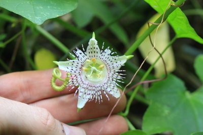 Passiflora adenopoda, photographed by Jake Rehage