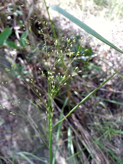 Panicum ibitense, photographed by bat (Maria Vorontsova)