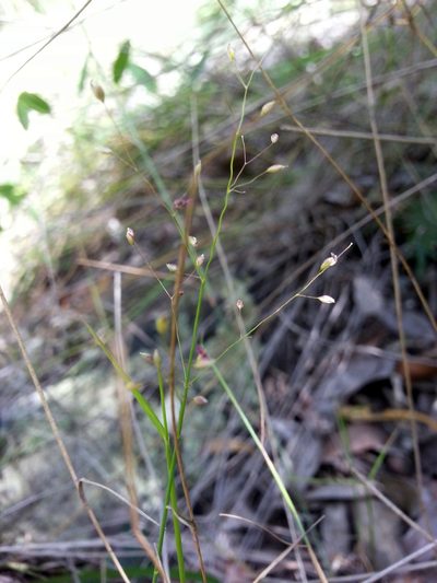 Panicum ibitense, photographed by bat (Maria Vorontsova)