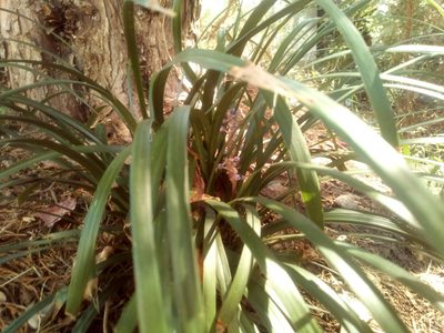 Liriope spicata, photographed by C.