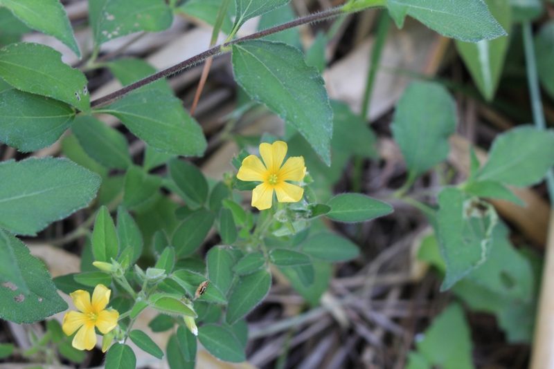 Oxalis frutescens, photographed by Jake Rehage