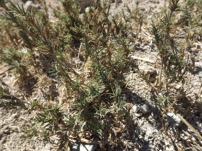 Distichlis littoralis, photographed by Amy