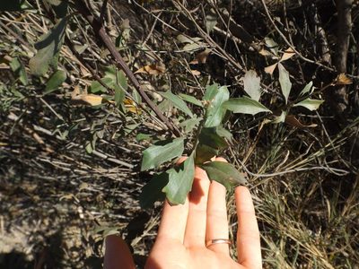 Baccharis salicina, photographed by Amy