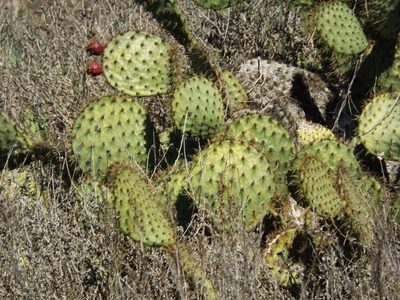 Opuntia oricola, photographed by Amy