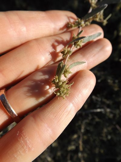 Atriplex amnicola, photographed by Amy