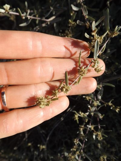 Atriplex amnicola, photographed by Amy