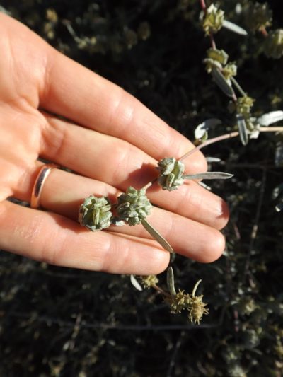 Atriplex amnicola, photographed by Amy