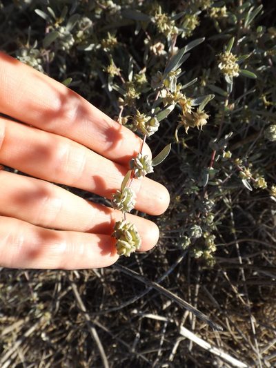 Atriplex amnicola, photographed by Amy