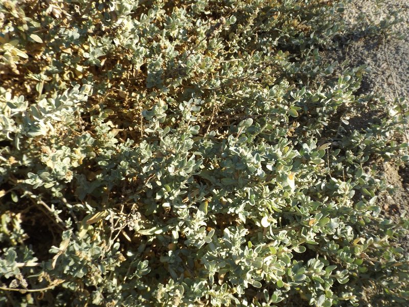 Atriplex amnicola, photographed by Amy