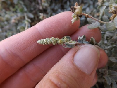 Atriplex amnicola, photographed by Amy