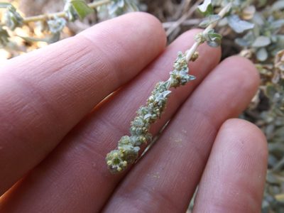 Atriplex amnicola, photographed by Amy