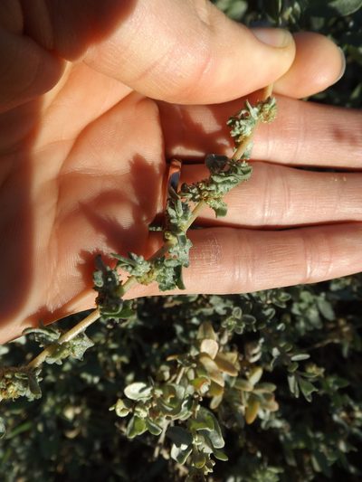 Atriplex amnicola, photographed by Amy