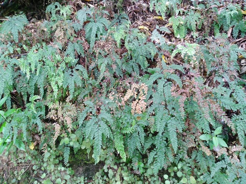 Adiantum fulvum, photographed by Leon Perrie