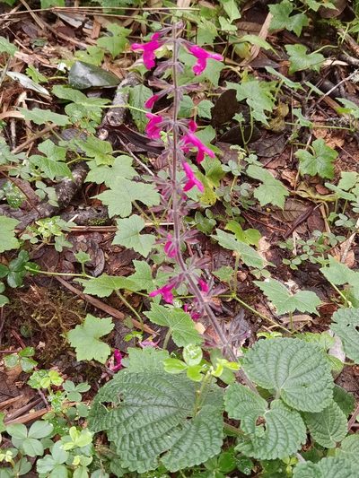 Salvia carnea, photographed by Eduardo Chacón Madrigal