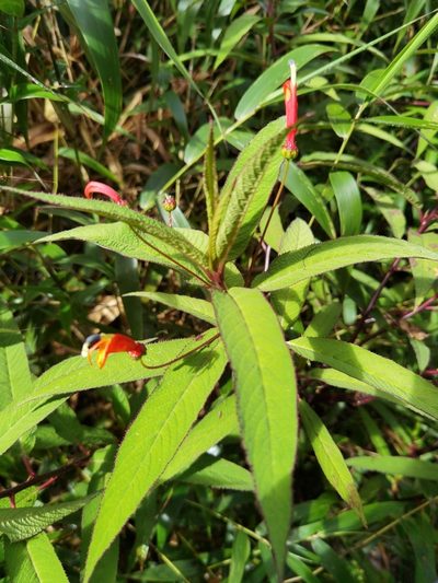 Centropogon valerii, photographed by Eduardo Chacón Madrigal