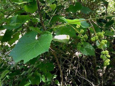 Vitis cinerea, photographed by desertnaturalist